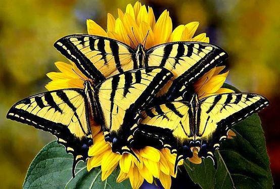 Yellow Butterflies – Singing Heart